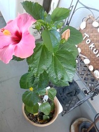 ﾊｲﾋﾞ咲いたぁ 2011/07/02 10:20:38