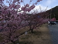 船明ダム：：河津さくら
