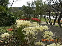白曼珠沙華 2011/10/02 17:17:36