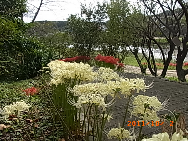 白曼珠沙華