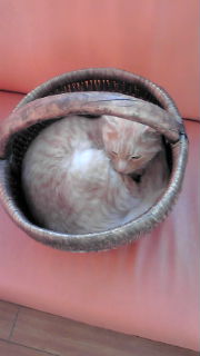 今日は満月♪　かご猫