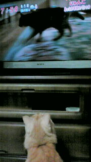めざましテレビ　にゃんこ