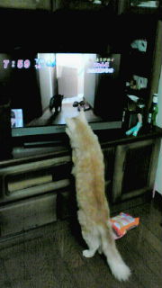 めざましテレビ　にゃんこ