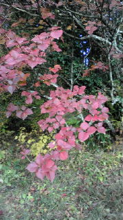 御殿場の紅葉♪癒しの旅☆