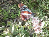 東三河ふるさと公園　アサギマダラや昆虫たち