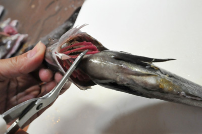 メバルのさばき方 刺身用 L Anglers Fish Recipe