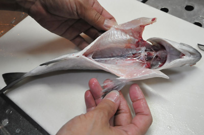 セイゴのさばき方 刺身 L Anglers Fish Recipe
