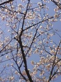 お花見茶会☆やってます♪ 2012/04/02 09:58:16