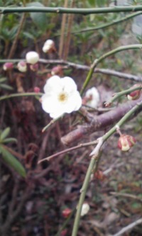 梅一輪 2009/01/29 16:55:21