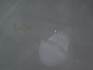 クラゲ