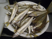 ☆爆釣～