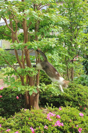 狩り　失敗