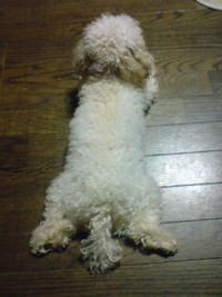 べリー 2008/06/07 19:05:39