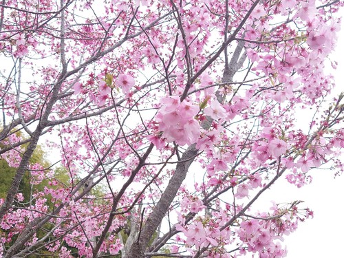 散り始めました