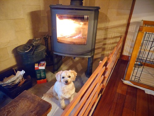 寒がりな犬