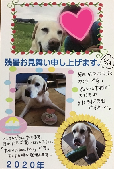 幸せメール ラブラドールカンナちゃん L ミミの耳 保護犬情報