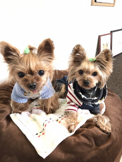 幸せメール ヨーキー 2才 テリーちゃん L ミミの耳 保護犬情報