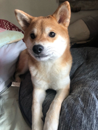 幸せメール♀柴仔犬3ヶ月夢ちゃん