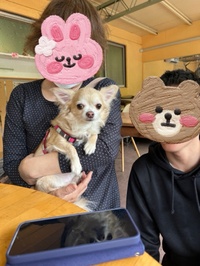 家族決定♀チワワ6才2ヶ月パコちゃん