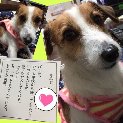 幸せメール ジャックハートちゃん L ミミの耳 保護犬情報