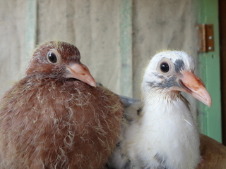 突然ですが 鳩の赤ちゃんです プラチナ系ショーバード L 和らんを楽しむ会