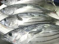 近海カツオ　御前崎港