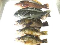 御前崎港　釣り 2009/06/01 10:47:33