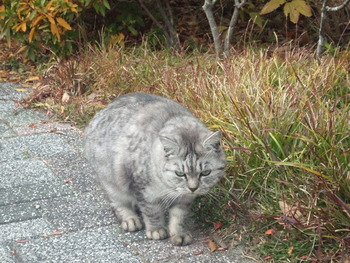 可愛い