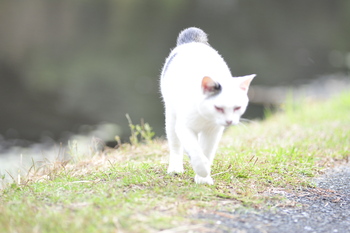 11月か