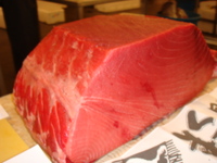 松方マグロ入荷！！！