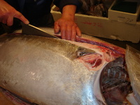 いいマグロが入りました♪