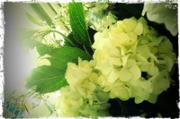 白紫陽花☆ 2012/06/15 07:13:40
