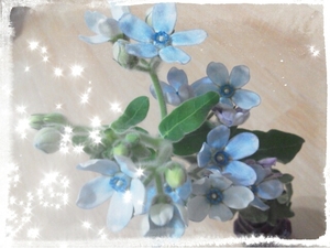 好きな花☆