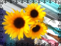 向日葵☆ 2012/07/31 08:15:46