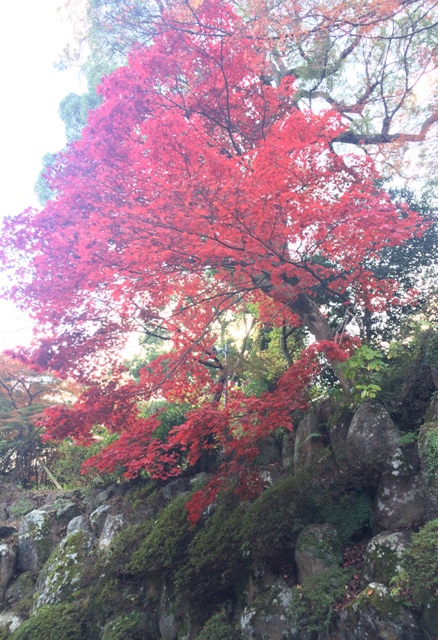 熱海梅園