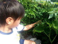 大徳ファーム（自家菜園）の成長ぶり 2014/05/30 09:03:00