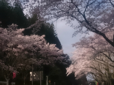 新城市大野頭首工の桜並木。