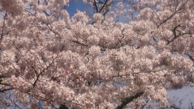 新城市大野頭首工の桜並木。