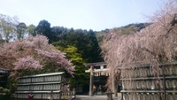 京都桜の穴場は忠臣蔵大石内蔵助？