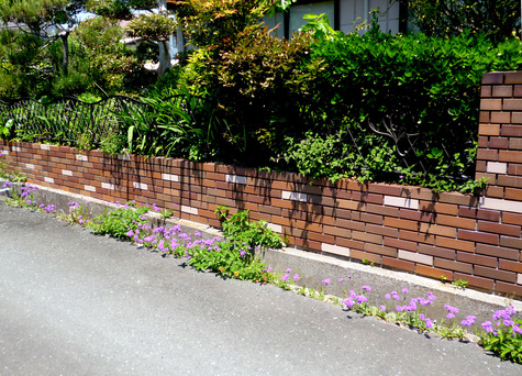 勝手に 咲き誇る したたかな花達