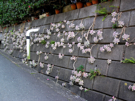 こんな多肉植物｜やらまいか入野