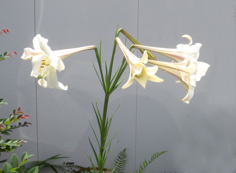 野生のユリの花 やらまいか入野