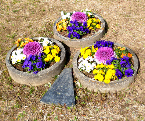 ゆめ花壇に  春が来ました