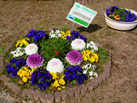 ゆめ花壇に  春が来ました