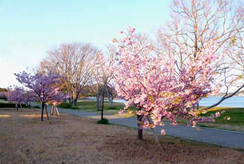 佐鳴湖南岸の　河津桜が咲きました