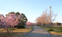 佐鳴湖南岸の　河津桜が咲きました 2019/03/09 19:57:33