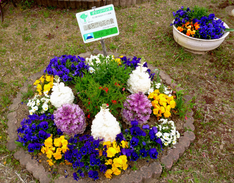 花満開の　ゆめ花壇をご覧ください。