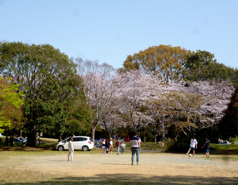 さくら　三景