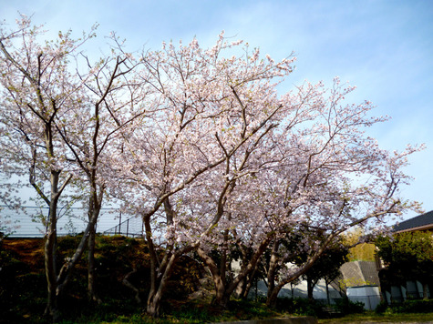 さくら　三景