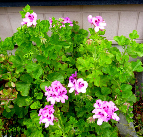 五月の　庭の花
